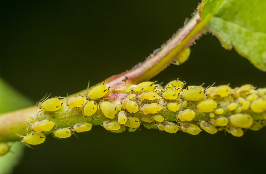 De beste natuurlijke oplossingen tegen bladluizen