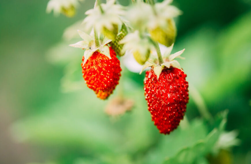 De meest zoete aardbeienrassen