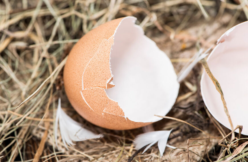 Eierschalen in de tuin