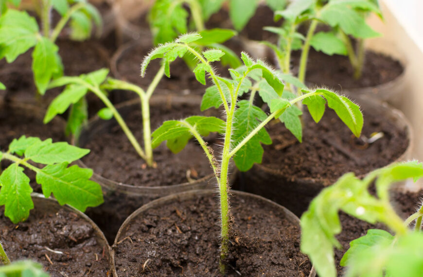 Op welke datum moet je dit jaar je tomaten in de volle grond planten?