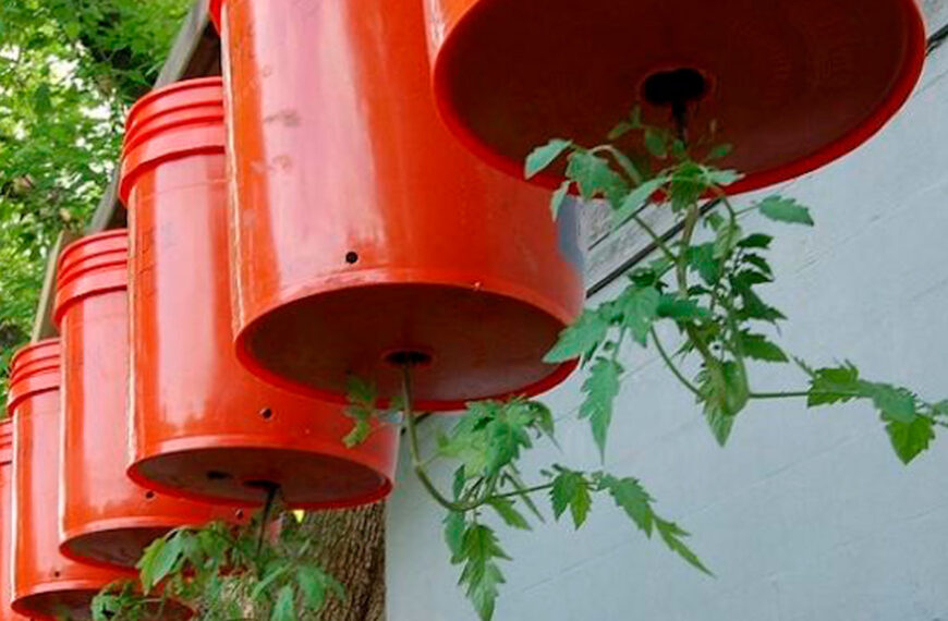 Tomaten ondersteboven kweken