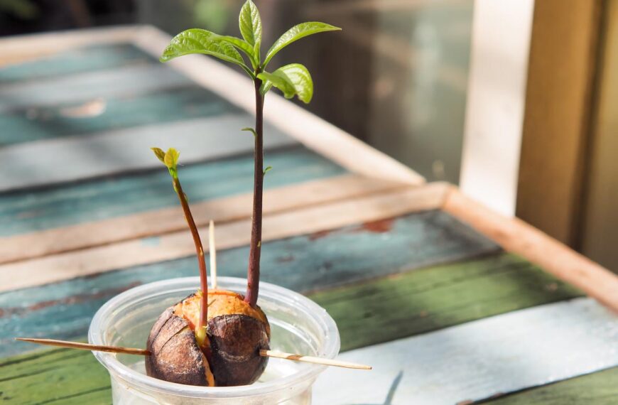 avocado pit planten