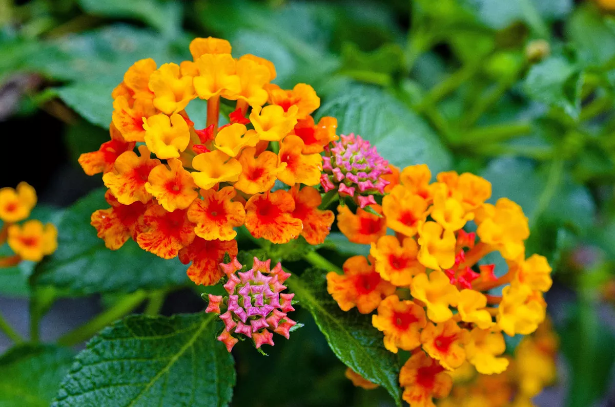 Deze 4 hangende bloemen kunnen de hitte verdragen en zullen uw bloembakken verfraaien.