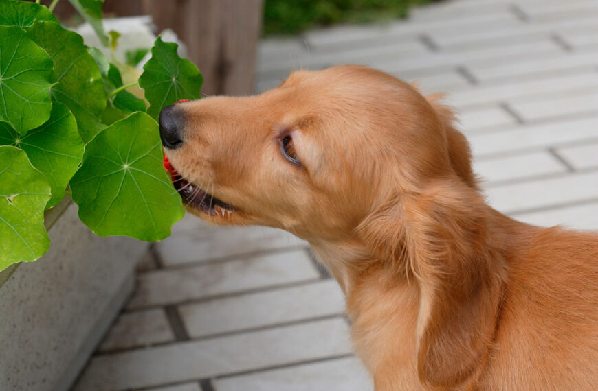 Deze planten zijn het giftigst voor uw hond, volgens deze dierenarts