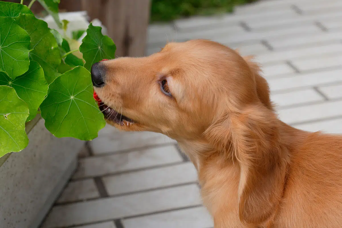 Deze planten zijn het giftigst voor uw hond, volgens deze dierenarts