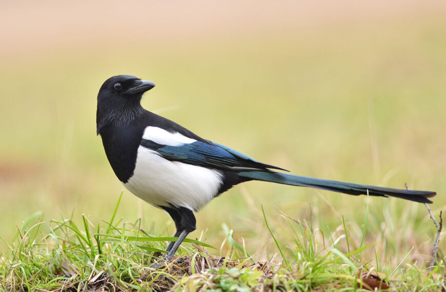 Deze vogel die je beter met rust kunt laten.