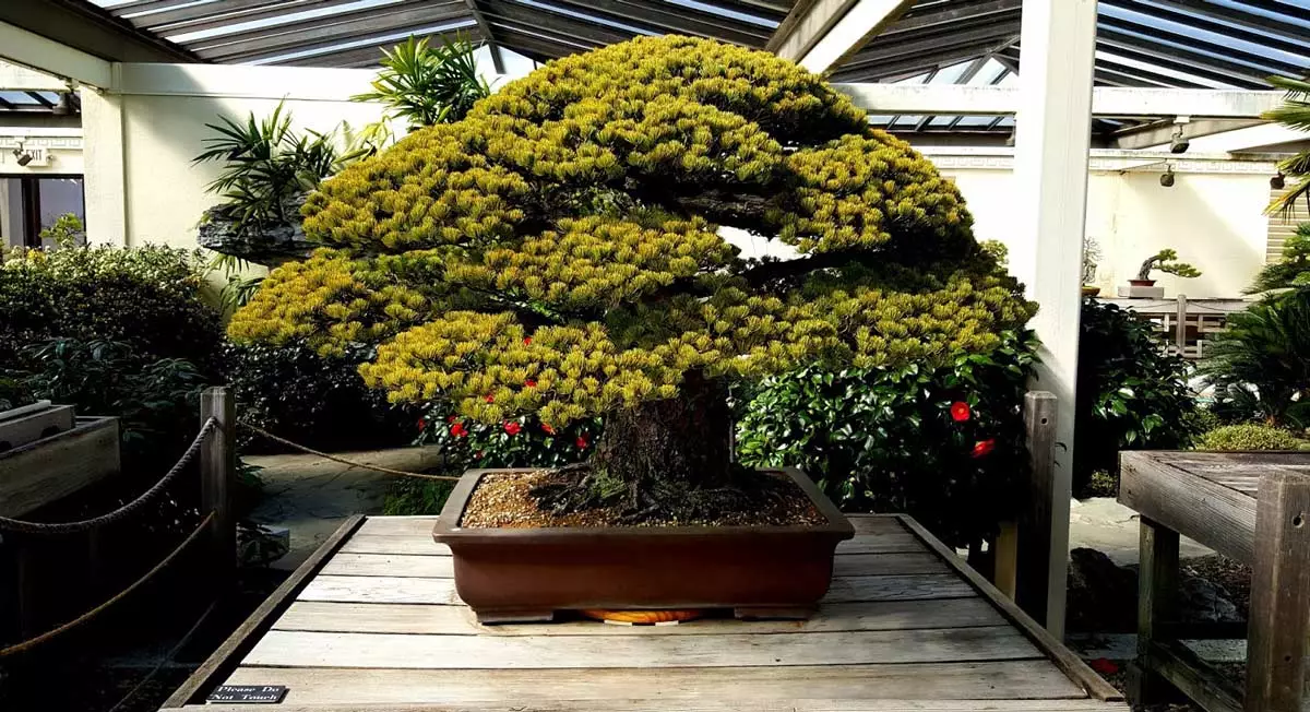 Dit is de oudste bonsai ter wereld en heeft zelfs de ergste ramp in de geschiedenis overleefd.