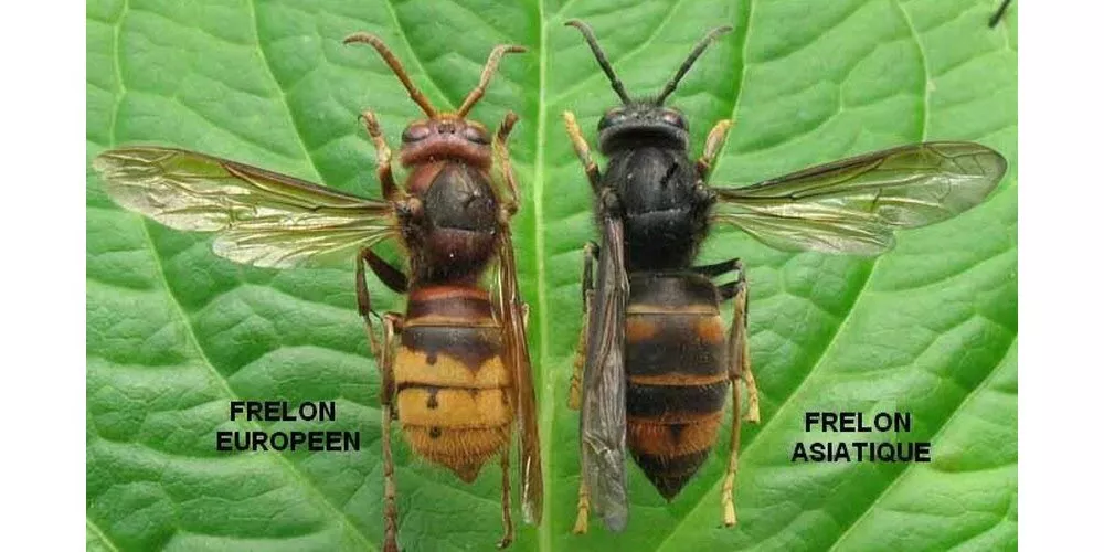 Europese hoornaar vs Aziatische hoornaar