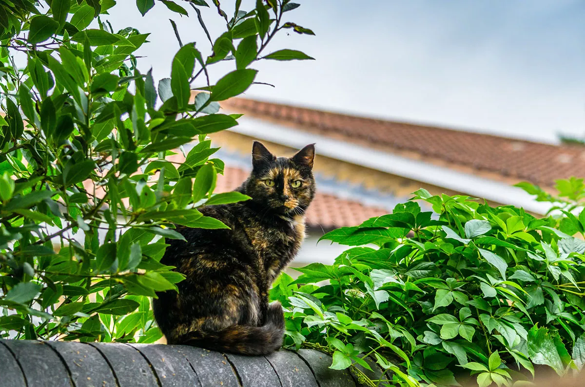 Hoe u katten uit uw tuin kunt houden