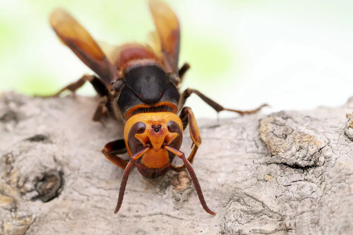 Hoe zie je het verschil tussen een Europese hoornaar en een Aziatische hoornaar