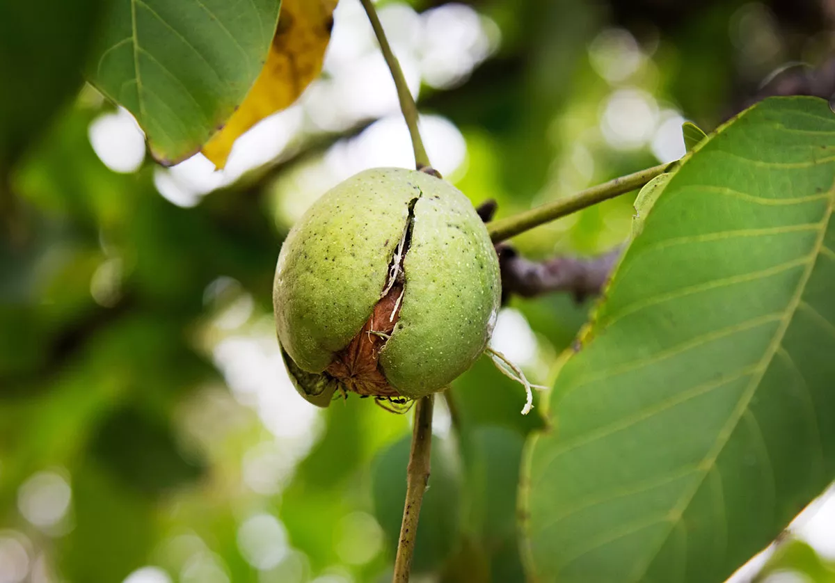 Men zegt dat deze boom vervloekt is en ongeluk aantrekt als je hem in je tuin plant.