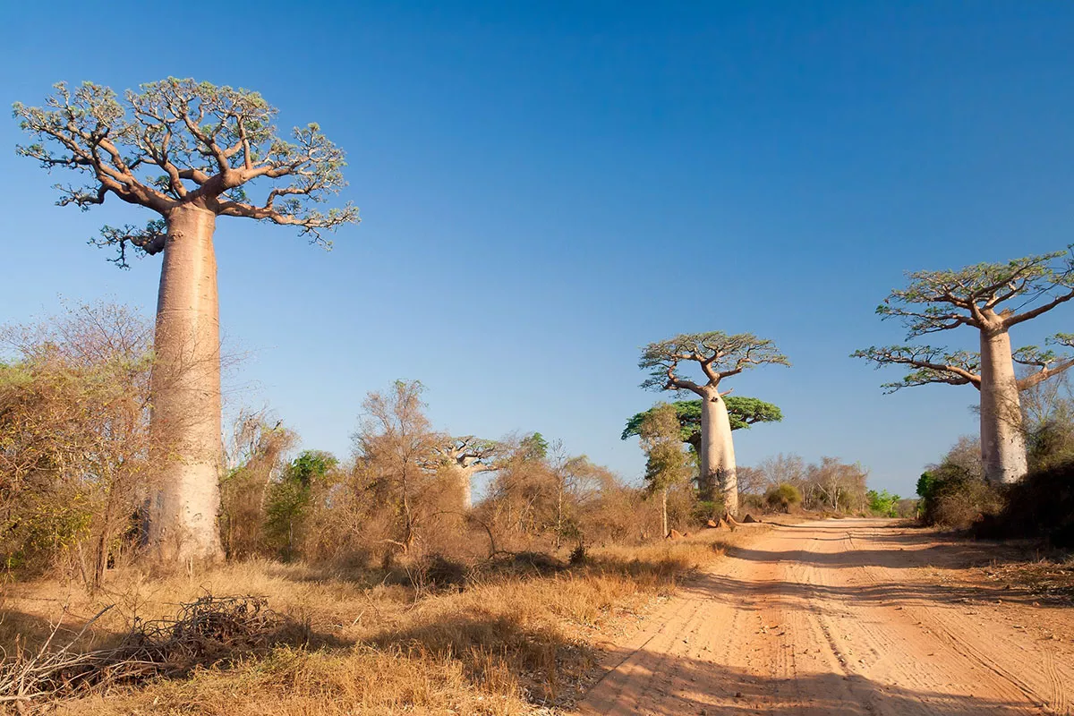 Onze rangschikking van de mooiste bomen ter wereld