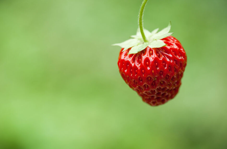 Waarom je je aardbeienkroontjes niet moet weggooien