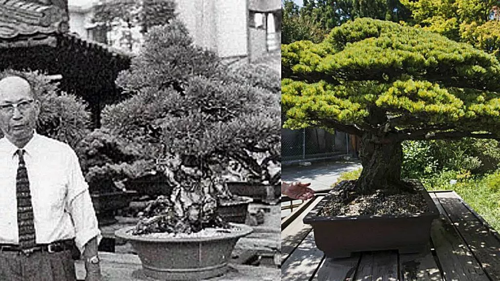 de oudste bonsai ter wereld