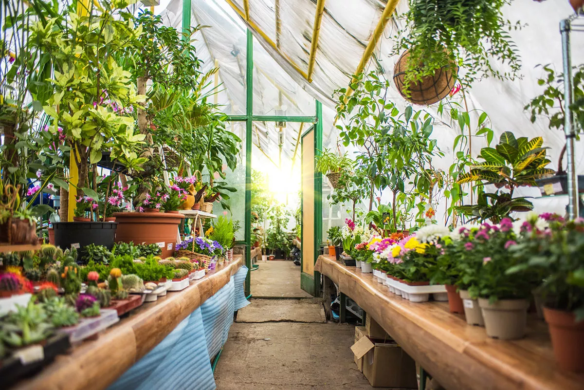 planten kweken onder glas