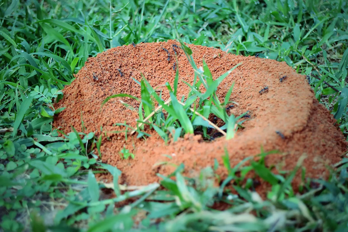 wat te doen tegen mieren in de tuin
