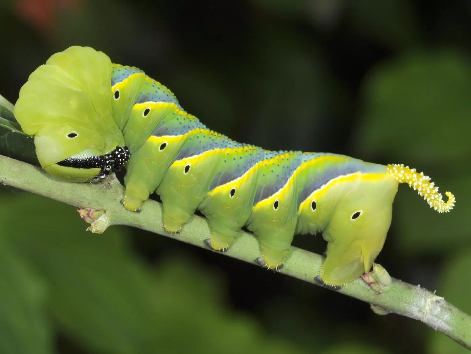 Acherontia atropos