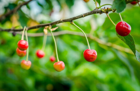 De eenvoudige truc van een tuinman om uw fruitbomenoogst te verbeteren.