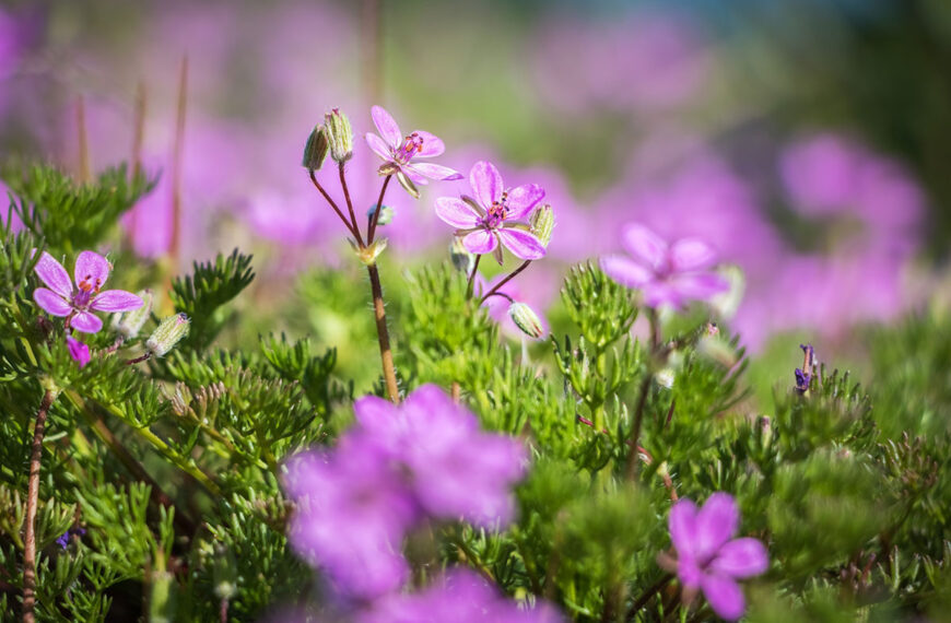 De mooiste bodembedekkers om in uw borders te planten