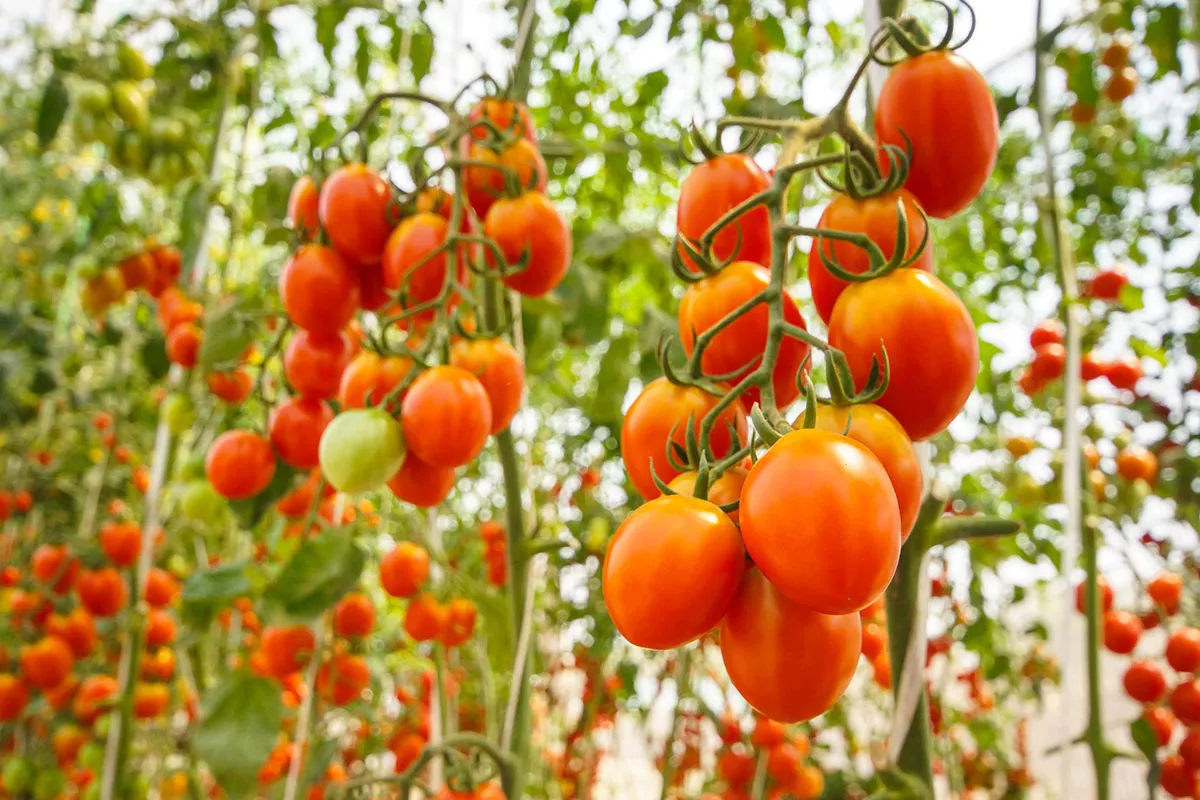 De truc met behulp van draad om de groei van uw tomatenplanten enorm te vergroten