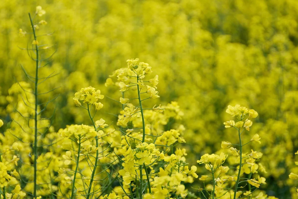 Dit ingrediënt dat we elke dag gebruiken, is eigenlijk een krachtig insecticide.