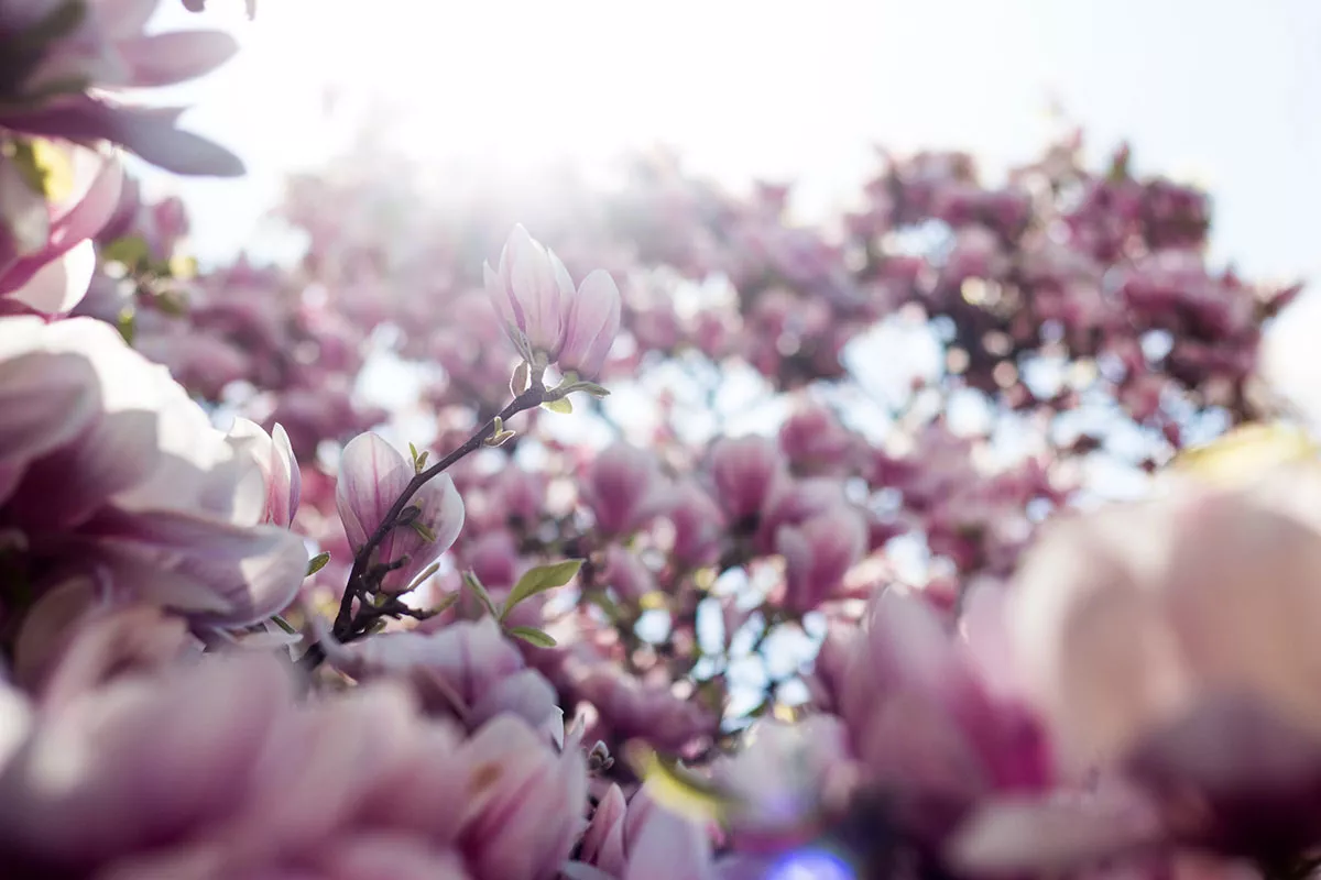 Dit zeer bekende lied geïnspireerd door deze prachtige bloem