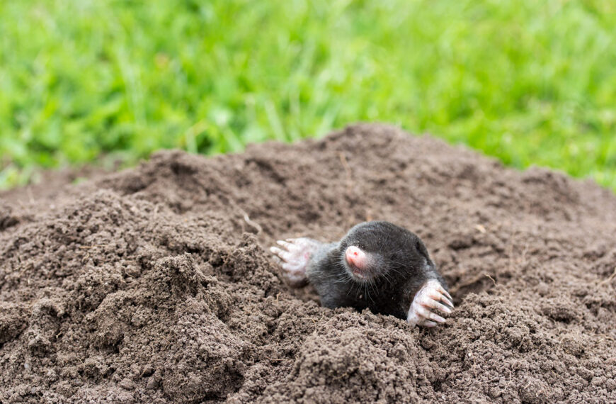 Genoeg van mollen in je tuin