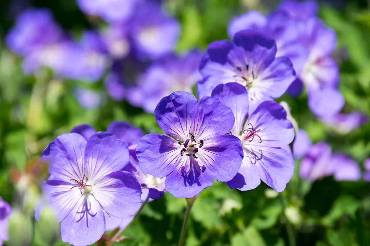 Geranium Brookside