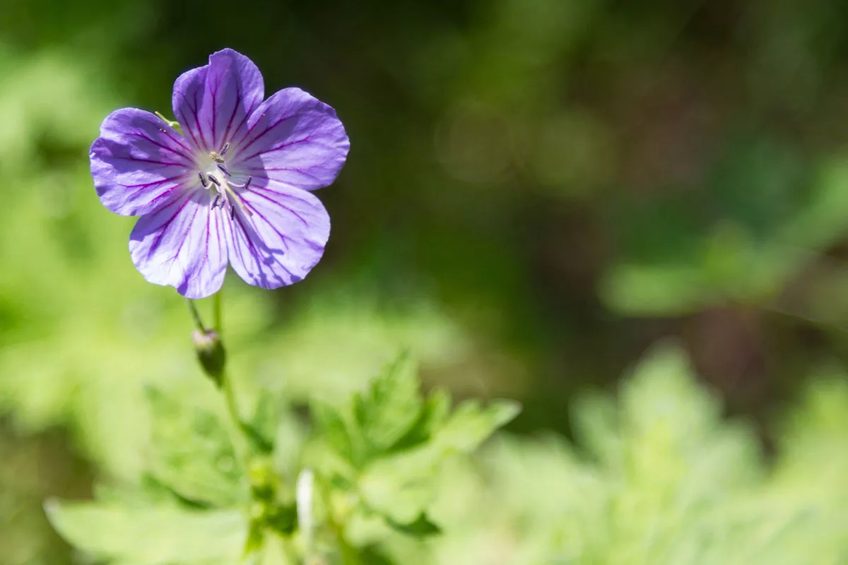 Geranium Rozanne