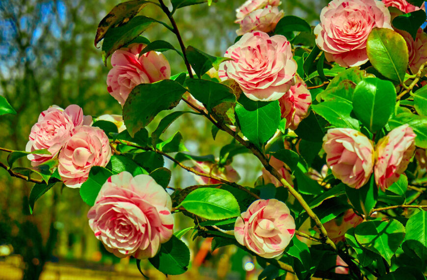 Hetgene wat je deze zomer absoluut niet moet doen met je rozen