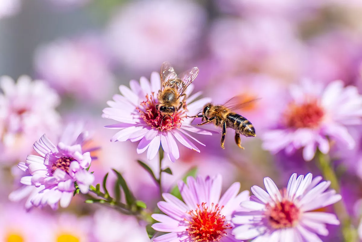 Hier zijn onze beste tips om nuttige insecten naar jouw tuin te lokken