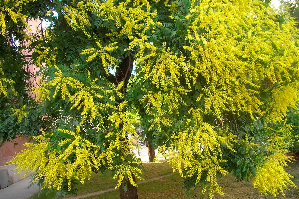 Koelreuteria paniculata