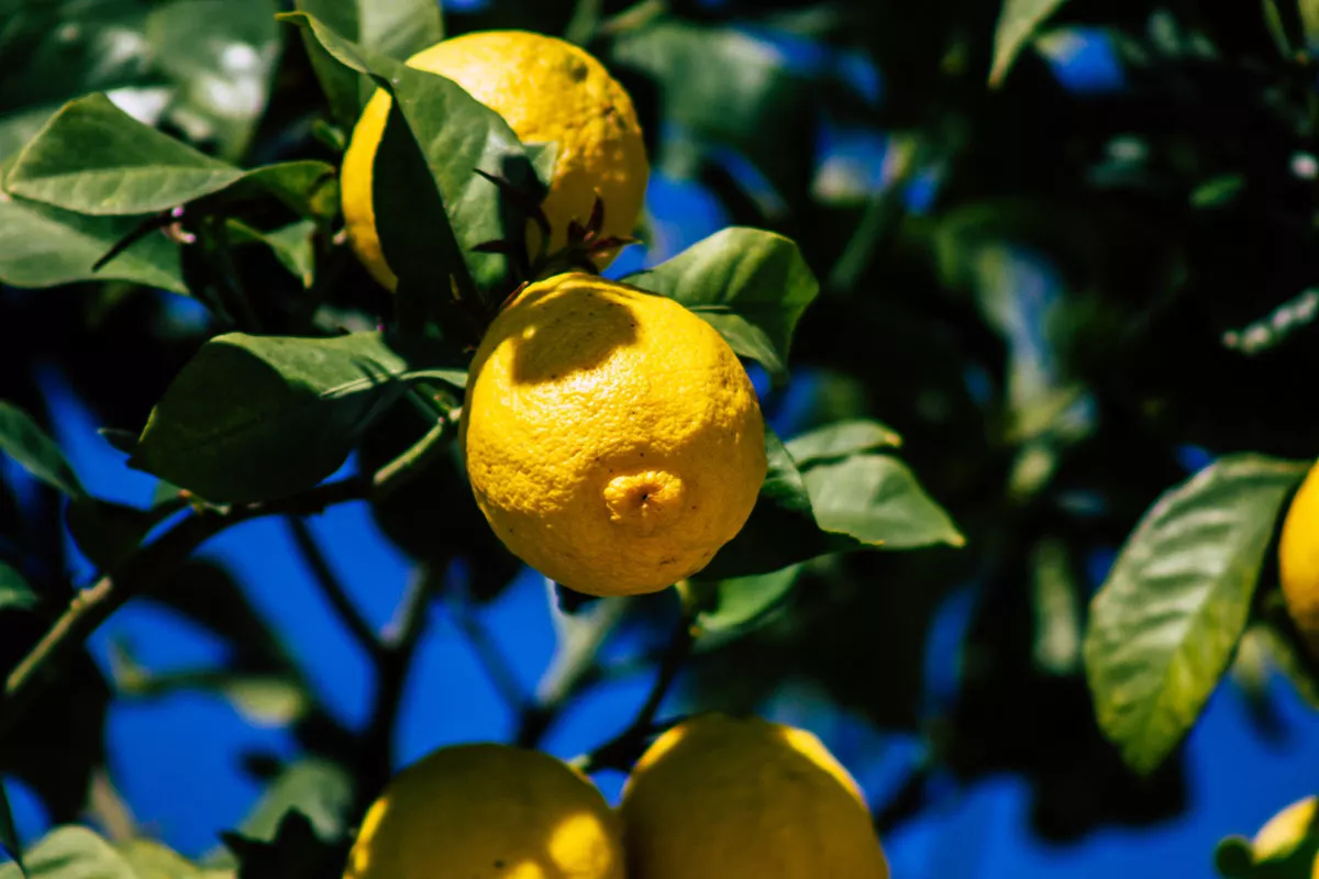 Magneten om de groei van fruitbomen te bevorderen