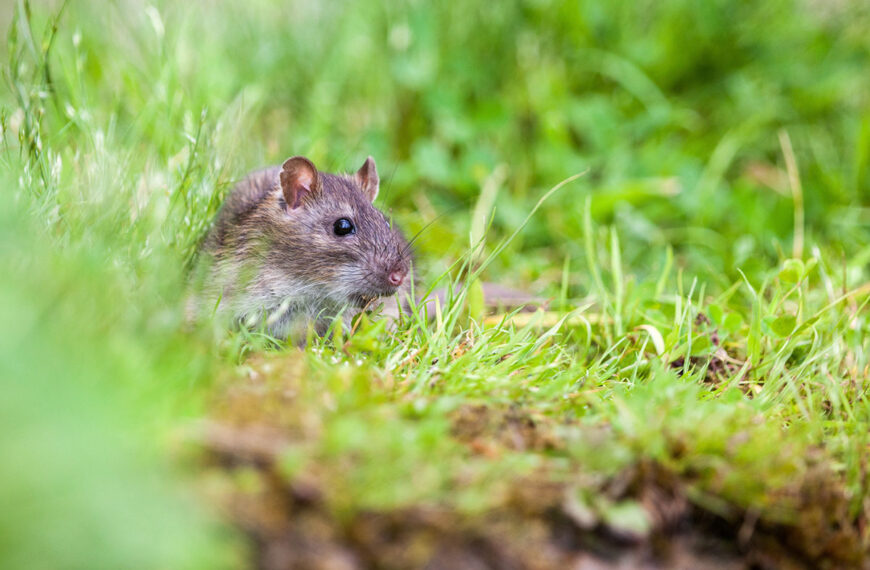 Met deze 5 tips kun je ratten uit je tuin houden zonder ze te doden