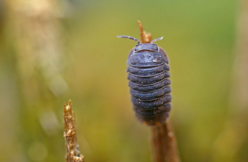 Moet je de zeugjes in je tuin wegdoen