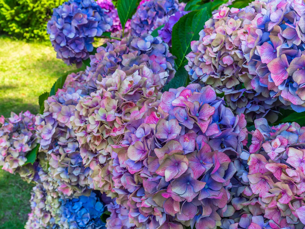 Onderhoudstips voor kleurrijke hortensia's