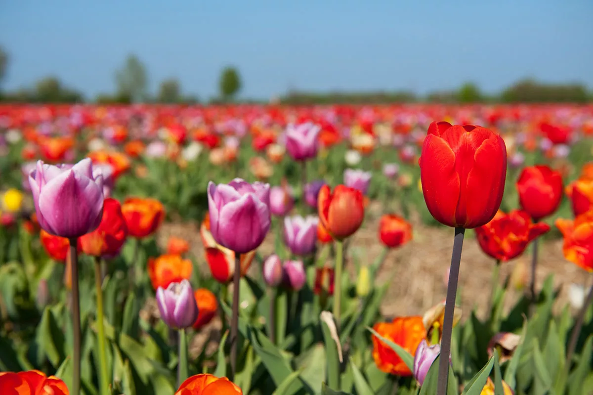 Wanneer bloemen oude herinneringen doen herleven