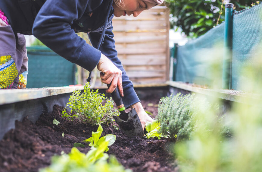 Wat kan er nog geplant worden in de moestuin aan het einde van de maand juni