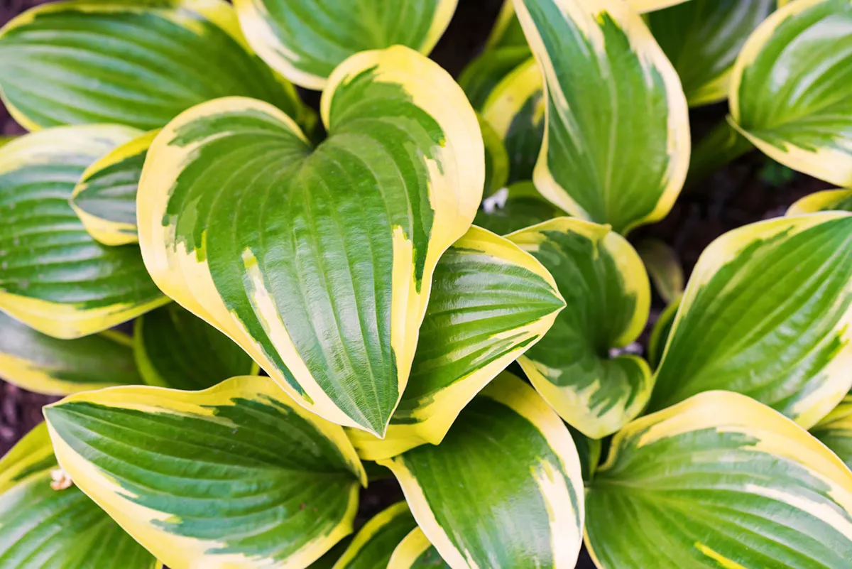 hostas