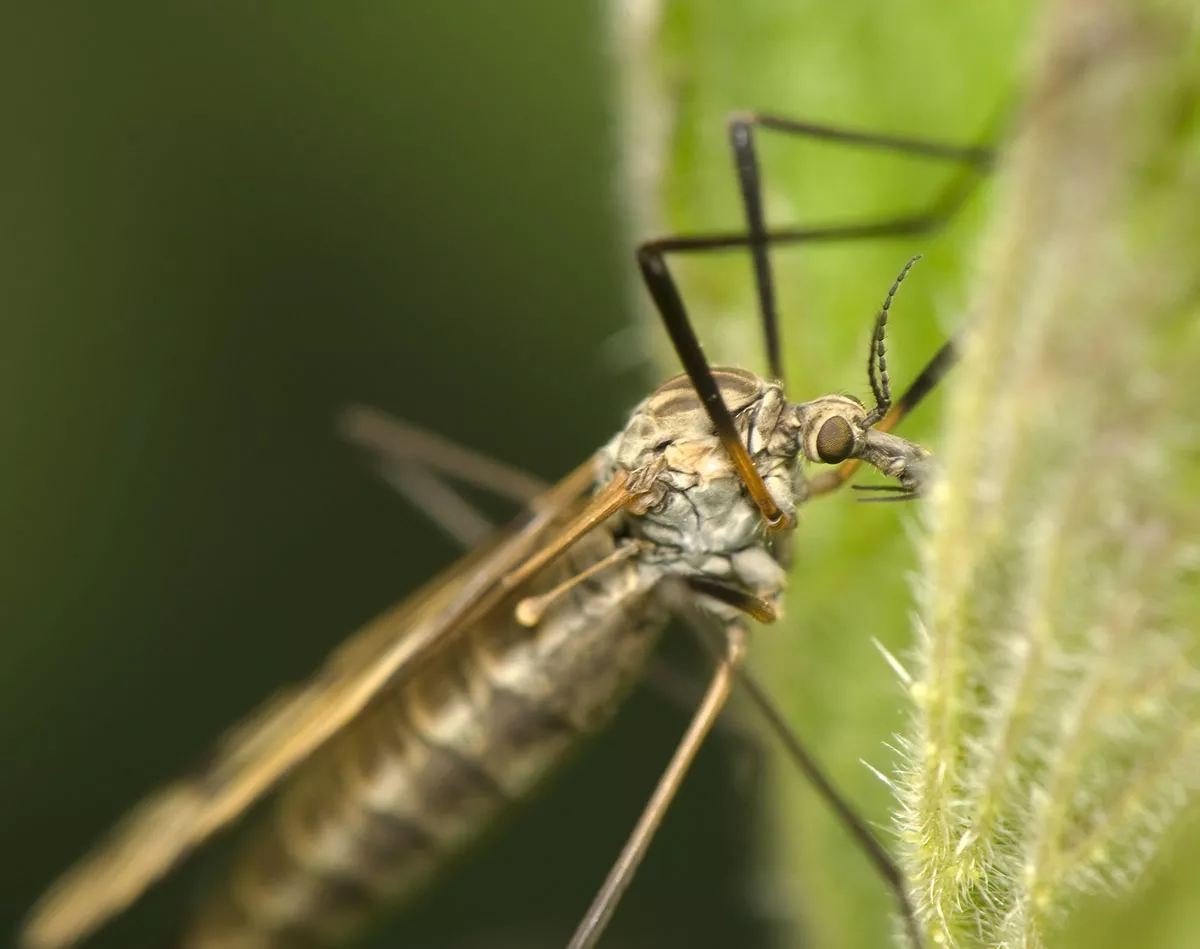 tipula