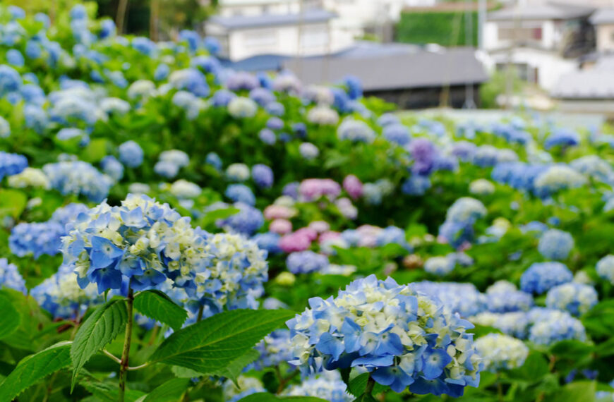 De 5 tips van deze tuinman om prachtige hortensia’s te krijgen