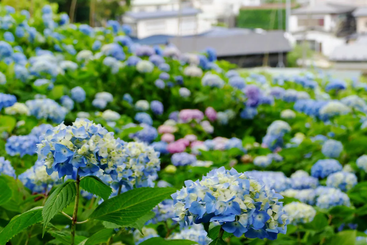De 5 tips van deze tuinman om prachtige hortensia’s te krijgen