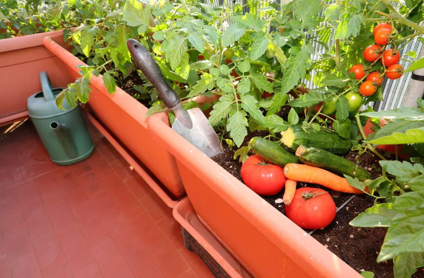 De beste groenten om te verbouwen voor een groen balkon of terras