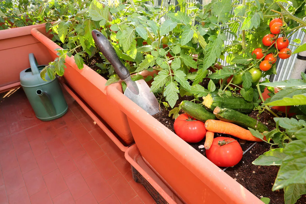 De beste groenten om te verbouwen voor een groen balkon of terras