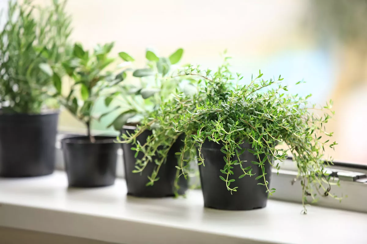 De beste technieken om uw aromatische planten de hele zomer te bewaren