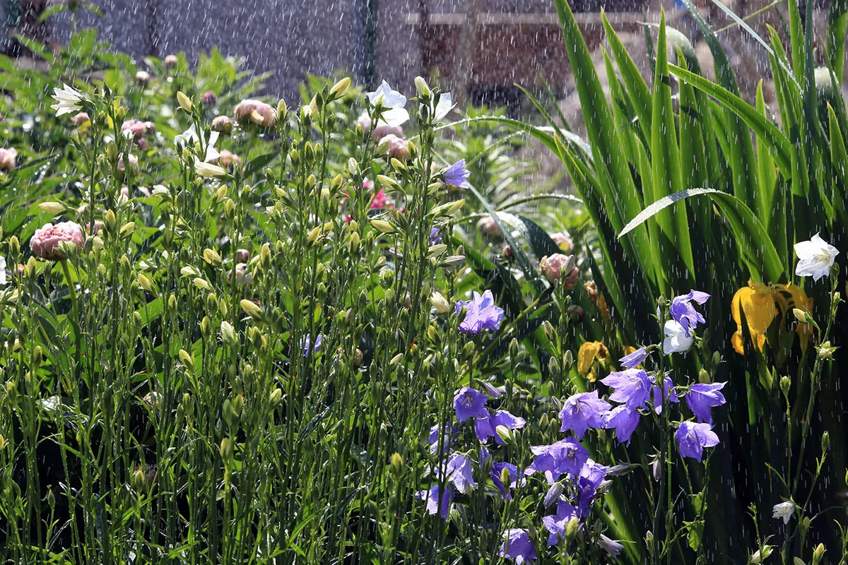 De essentiële taak uitvoeren in uw tuin na de regen