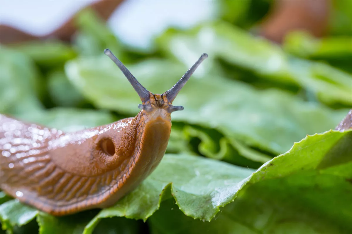 De meest effectieve en natuurlijke tips van een tuinier om slakken en naaktslakken te bestrijden