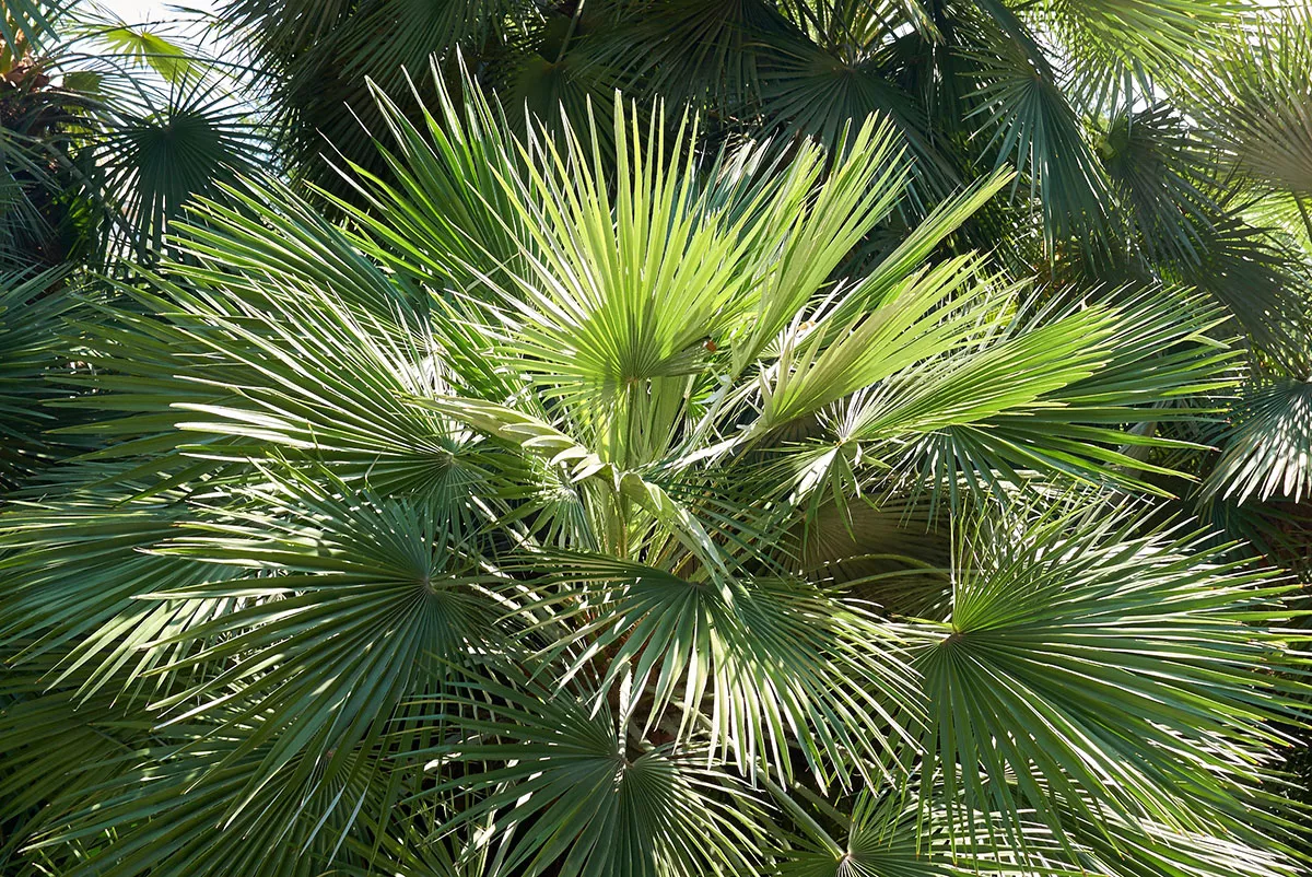 Deze palmbomen zijn het meest winterhard voor Nederland