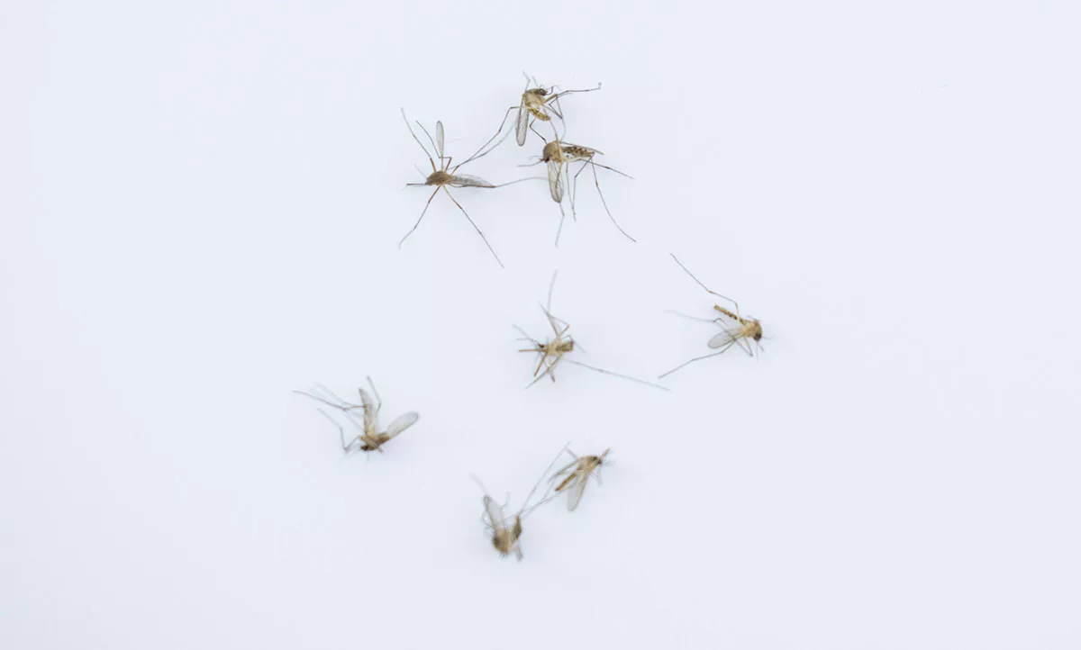 Deze radicale en onbekende truc met toiletpapier om muggen weg te houden
