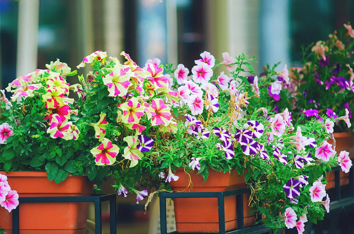 Deze zeer kleurrijke en onderhoudsvrije bloem zal charme toevoegen aan uw tuin